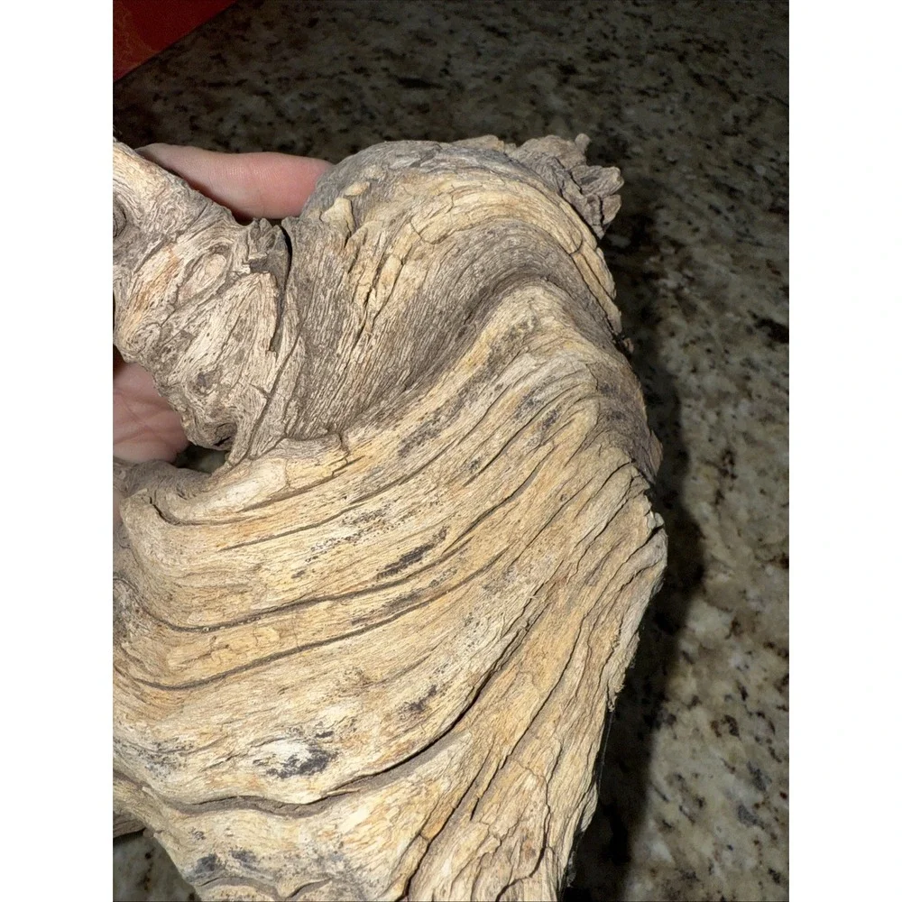 Driftwood‎ taxidermy log super super cool pieceThis very old. Flower arrangement